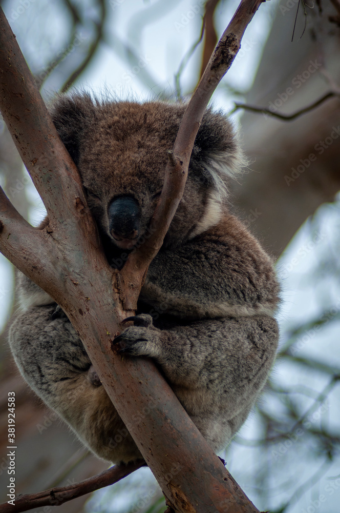 Naklejka premium koala in tree