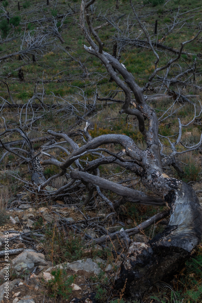 Dry dead gray curves twisted baikal tree with branches felled after fire, lies on slope of mountain. Top view Dry dead gray curves twisted baikal tree with branches felled after fire, lies on slope of mountain. Top view