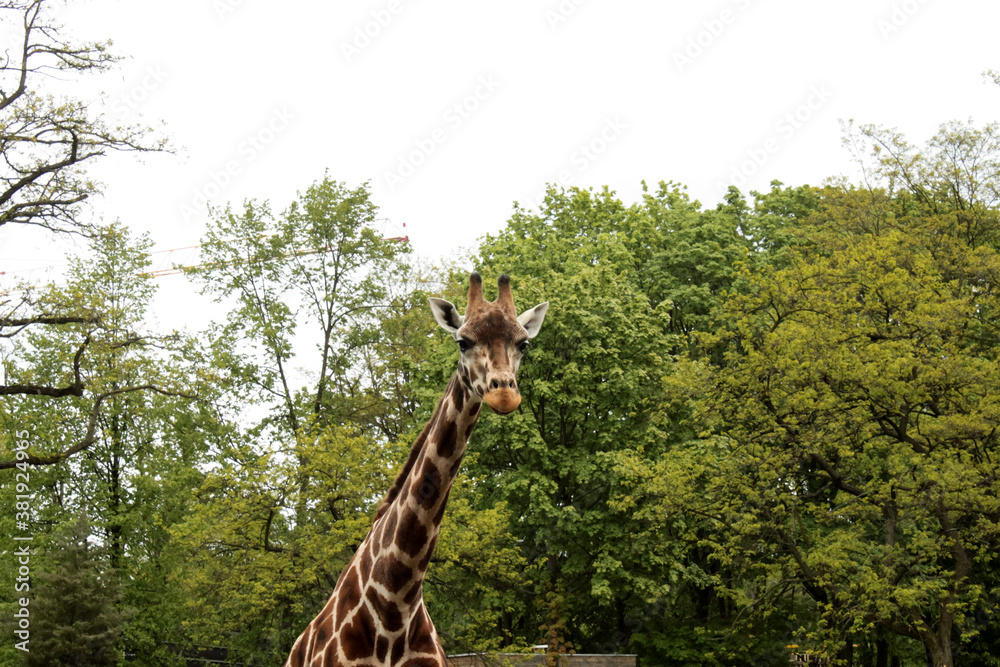 Fototapeta premium giraffe in the zoo