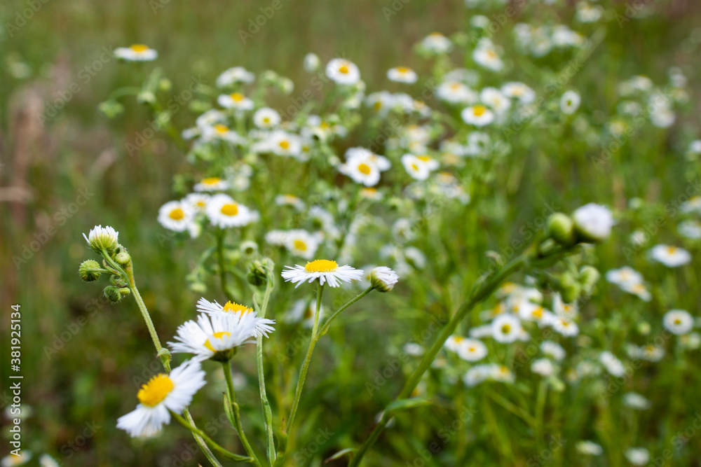 macro white flowers macro white flowers