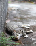 Beautiful lovely tabby cat is lying down on the ground