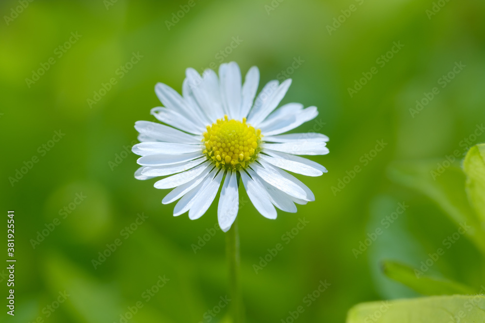 Fototapeta premium Wunderschönes, helles Gänseblümchen (lat. Bellis perennis) in einer hellgrünen Wiese im Hintergrund