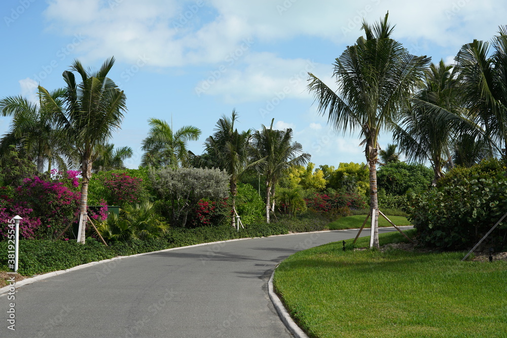 南の島の道の風景