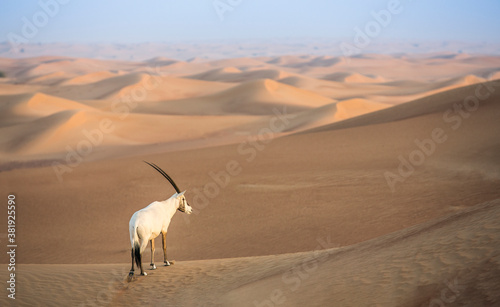 Photos arabian oryx in a desert near Dubai