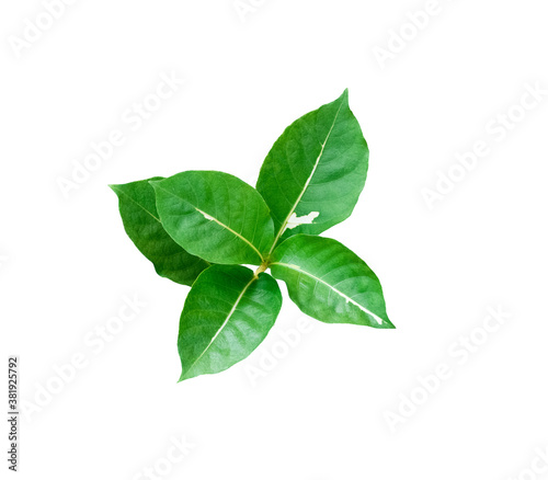 Isolated Green leaves on the white background.