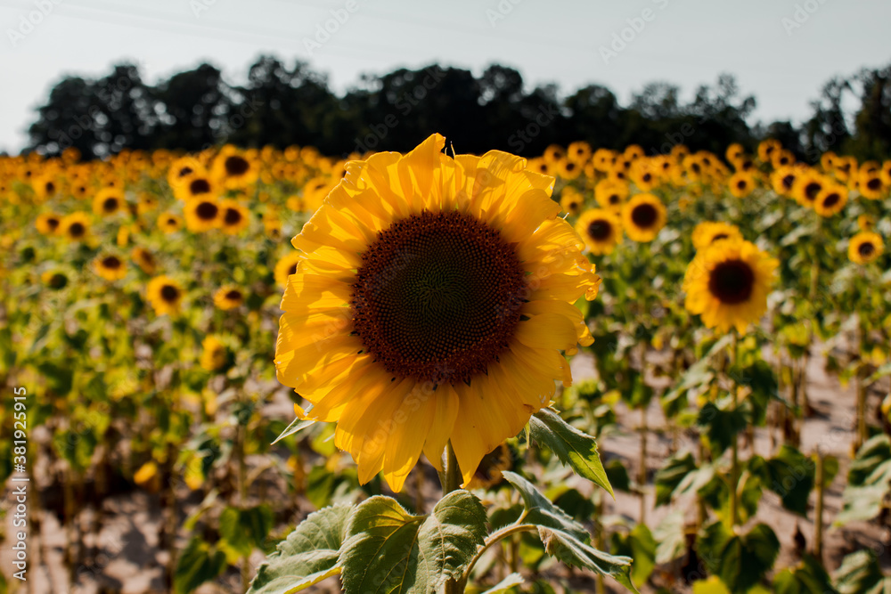 Obraz premium sunflowers in the field