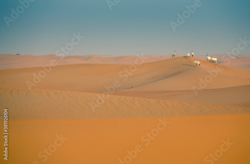 arabian oryx in a desert near Dubai