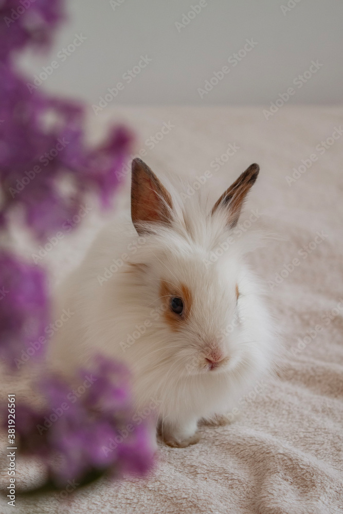 Obraz premium white rabbit with purple flower