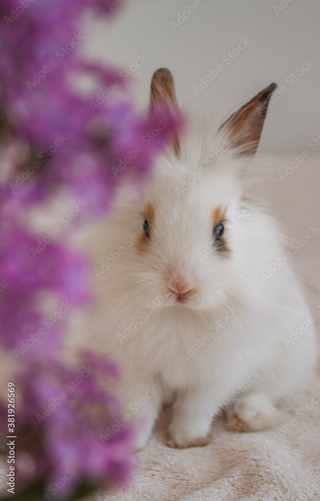 white rabbit with purple flower white rabbit with purple flower