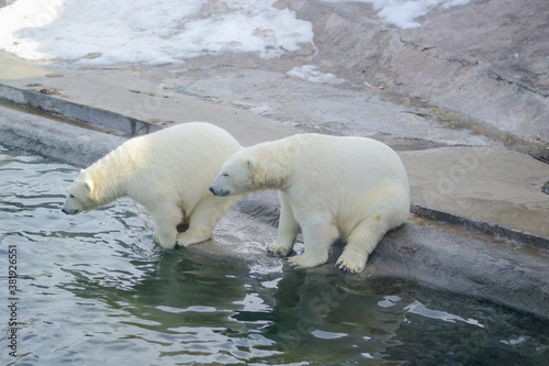 Young polar bears sit next to the pond, in the background you can see the snow.