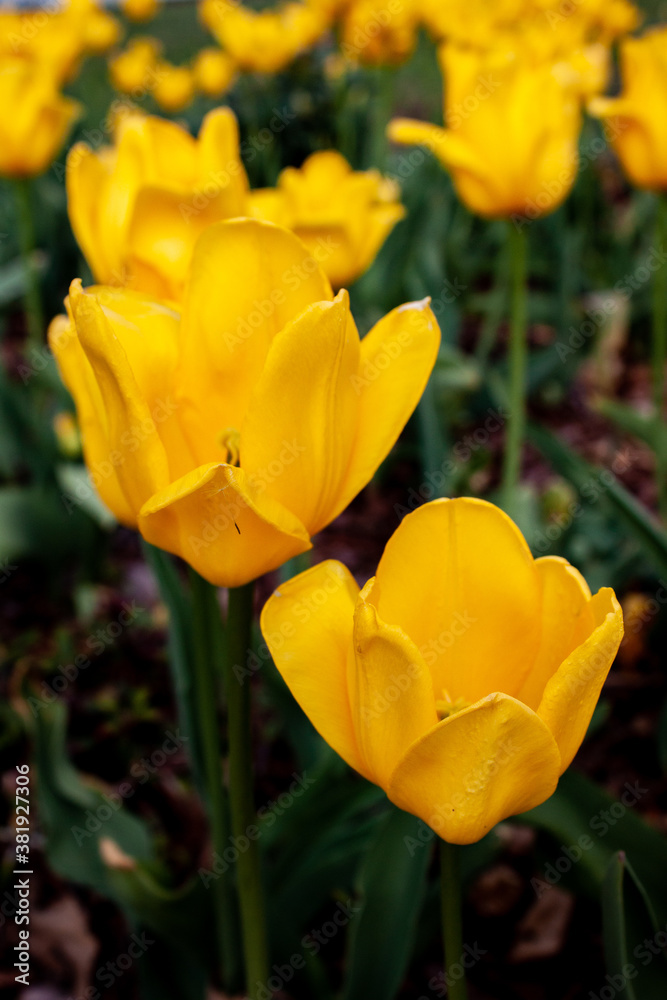 Fototapeta premium yellow tulips in garden