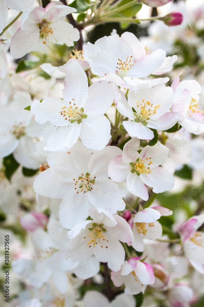 blooming tree in spring