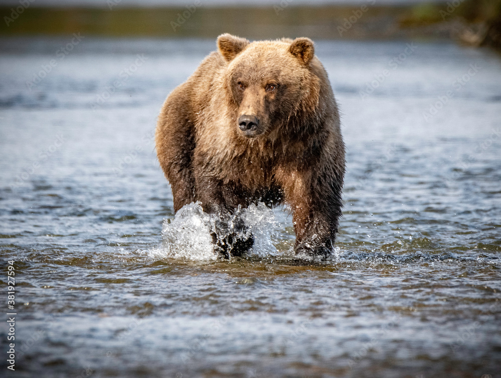 Female Coastal Brown Bear fishing for salmon Female Coastal Brown Bear fishing for salmon