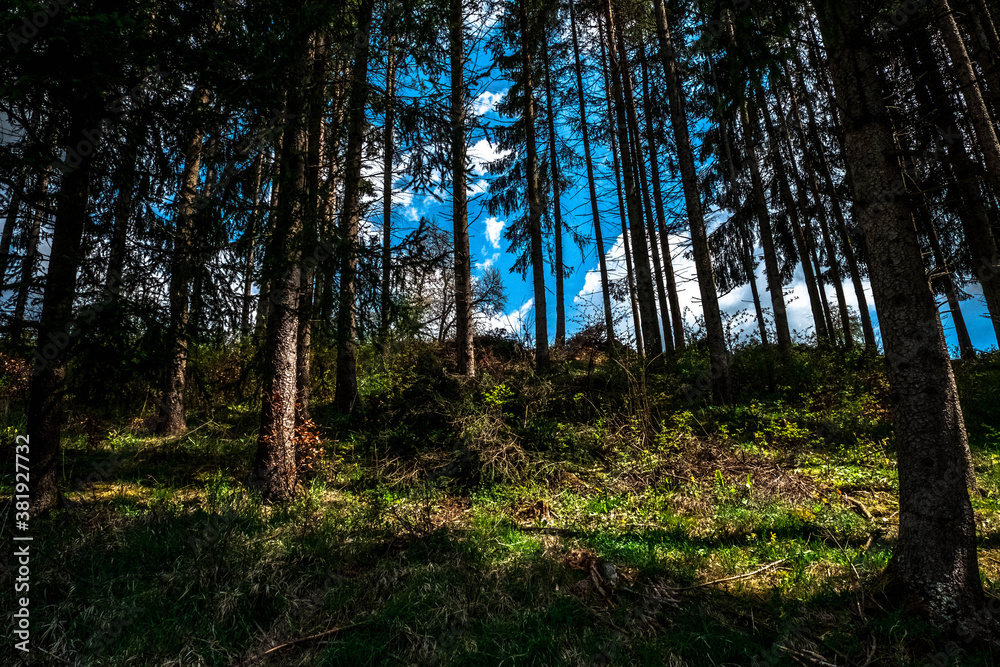 Fototapeta premium View of the forest in the Black Forest, Germany