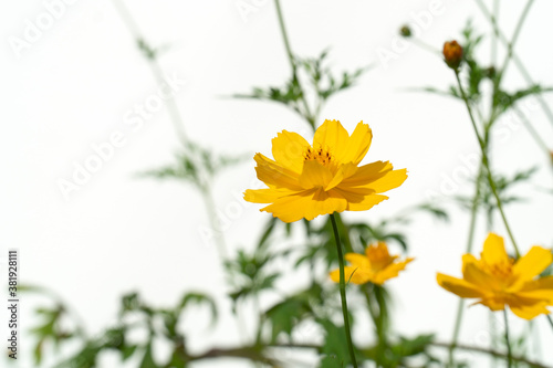 Yellow cosmos flowers on a white background.