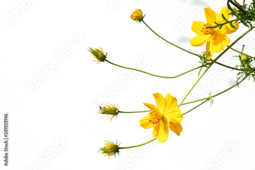 Fototapeta Naklejka Na Ścianę i Meble -  Yellow cosmos flowers on a white background.