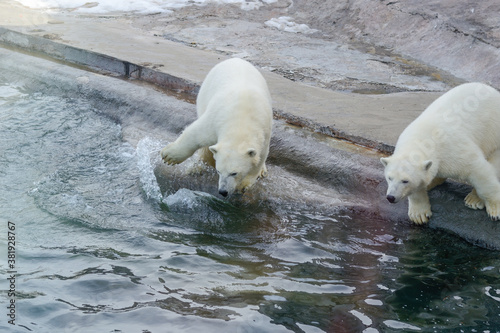 White Arctic bears play in the water. Good day, the sun is shining.