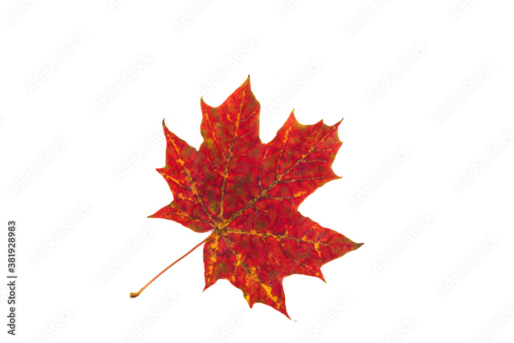 Fototapeta premium Beautiful red maple leaf isolated on white background
