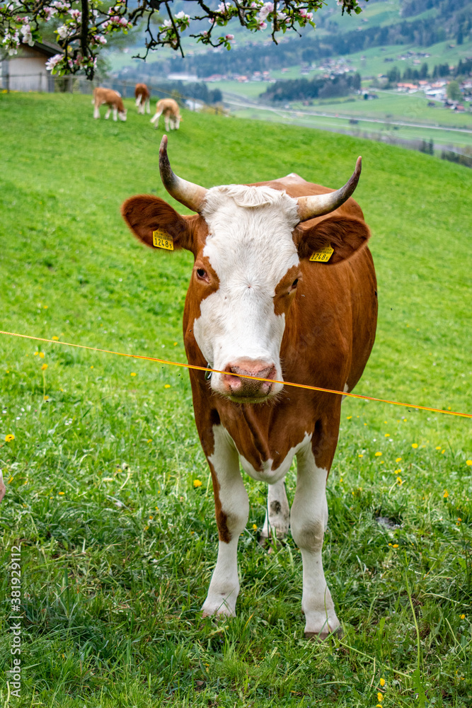Beautiful swiss cows. Alpine meadows. Mountains. Beautiful swiss cows. Alpine meadows. Mountains.