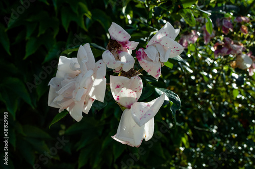 white - pink flowers in garden / polish plants