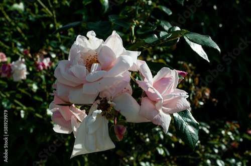 white - pink flowers in garden / polish plants