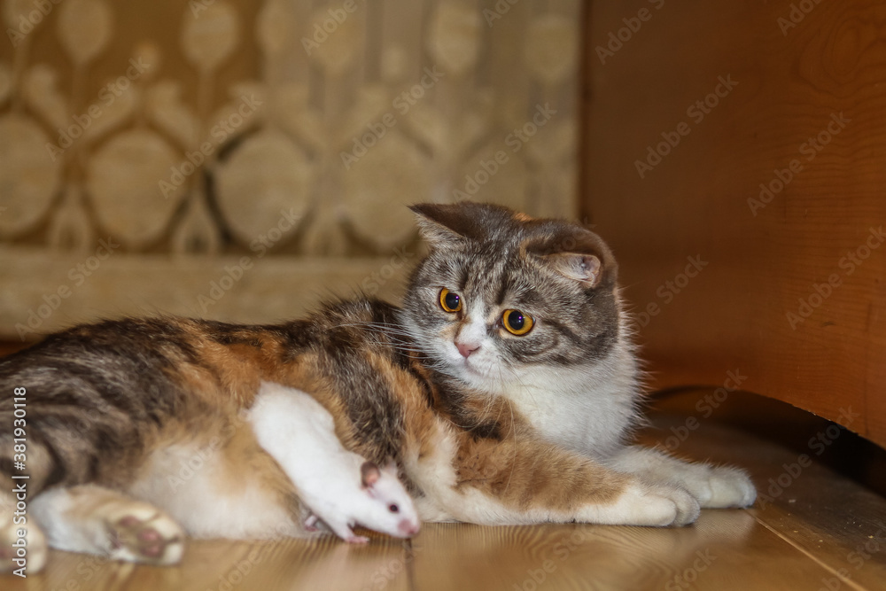tricolor cat examines a white hamster looks