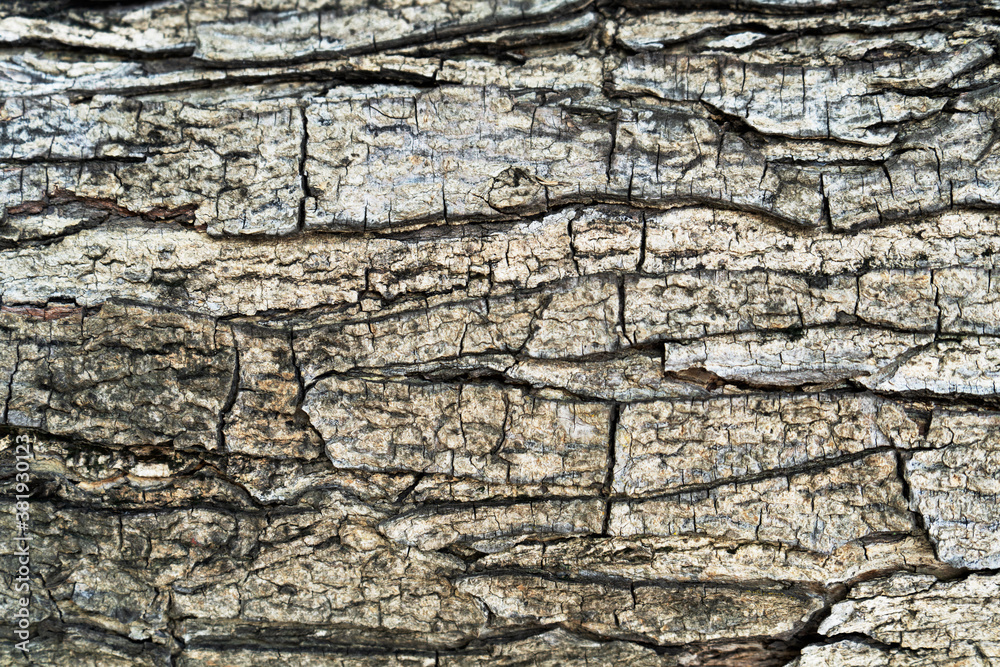 Closeup Old Wooden Pattern Texture Closeup Old Wooden Pattern Texture