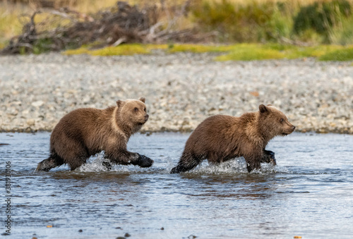 Coastal Brown Bears cubs, follow the leader in river