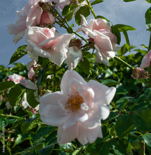 white - pink flowers in garden / polish plants