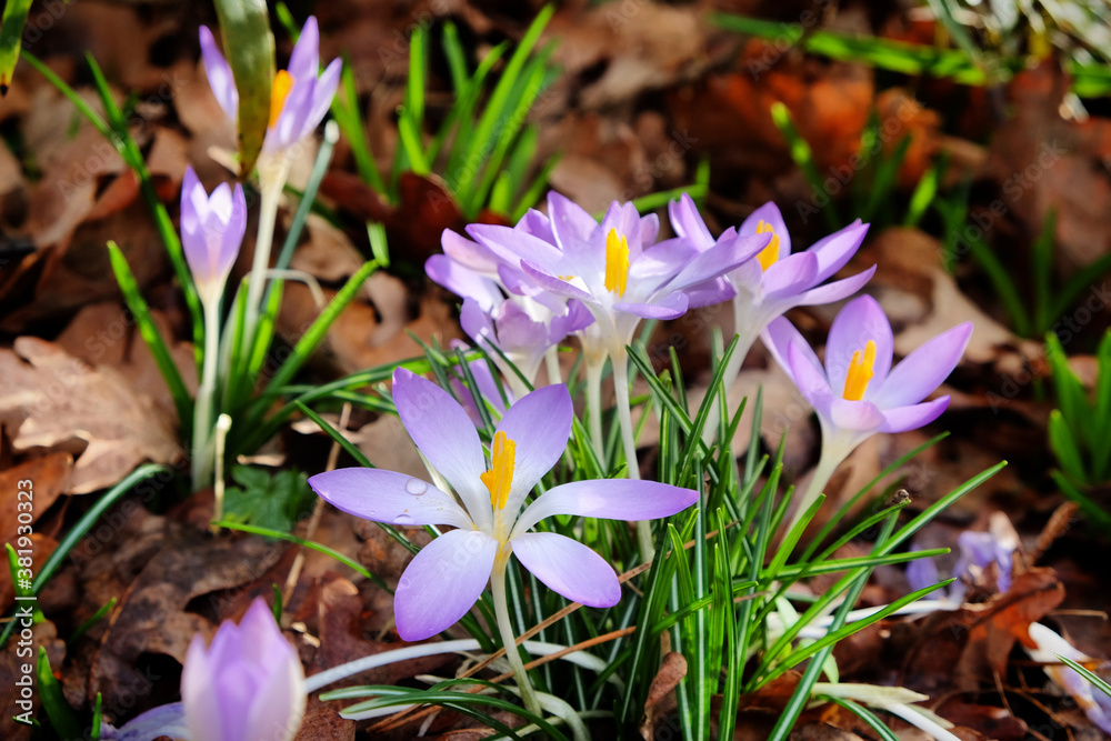 Early flowering Crocus 'tommasinianus Whitewell' purple in bloom Early flowering Crocus 'tommasinianus Whitewell' purple in bloom