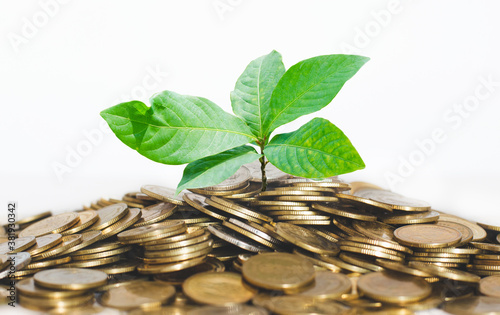 business financial planning concept. many coins pile stack with green plant growth up on white background. money management sustainable savings. success investment.