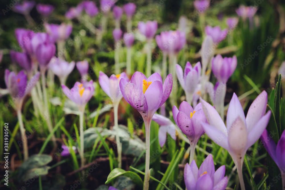 Early flowering Crocus 'tommasinianus Whitewell' purple in bloom