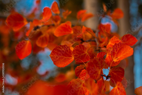 Red autumn leaves on a tree branch