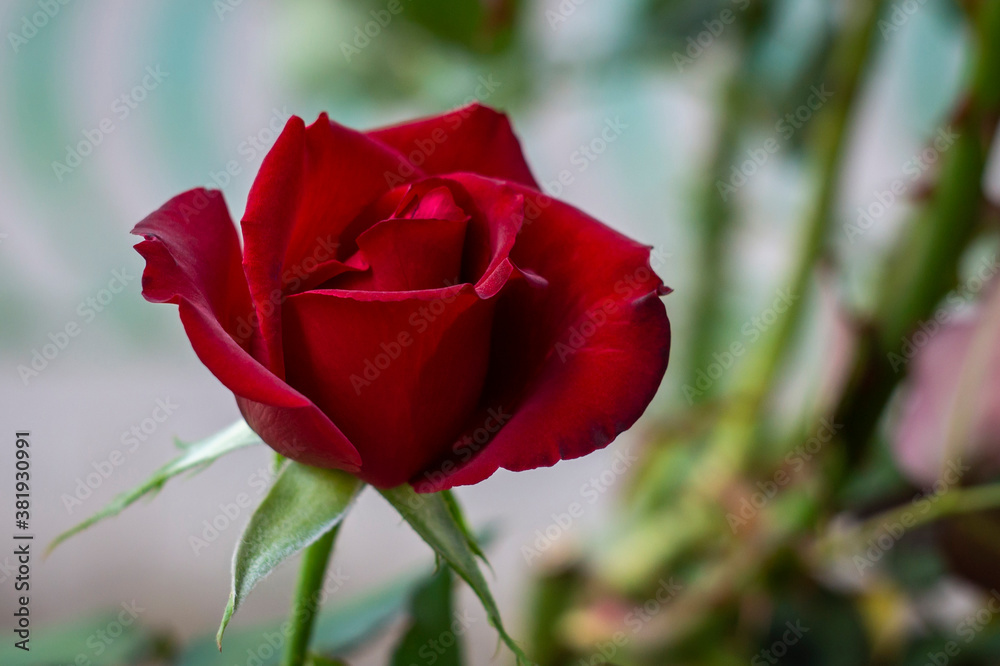 big red rose in the garden close up