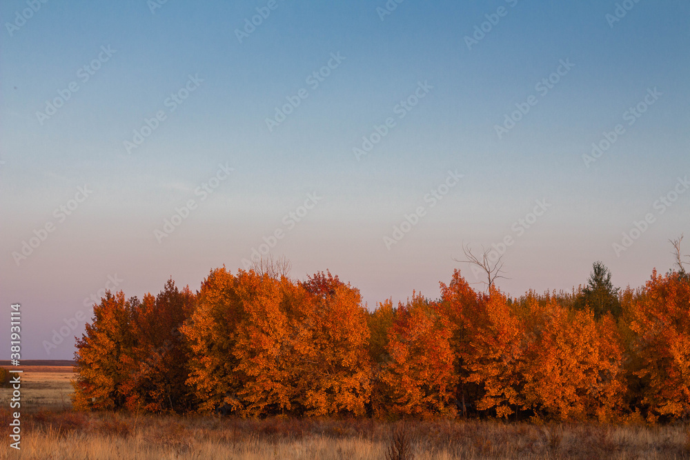 Beautiful autumn rural steppe landscape, autumn trees