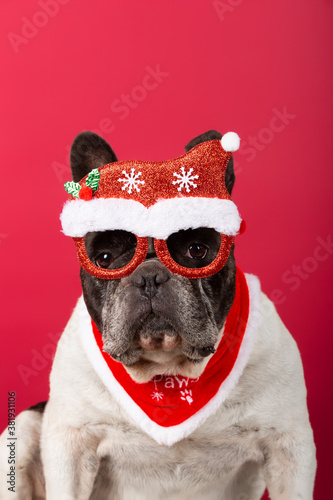 cute french bulldog dog wears christmas glasses and sits isolated on red background, pet and animal concept. © jcalvera