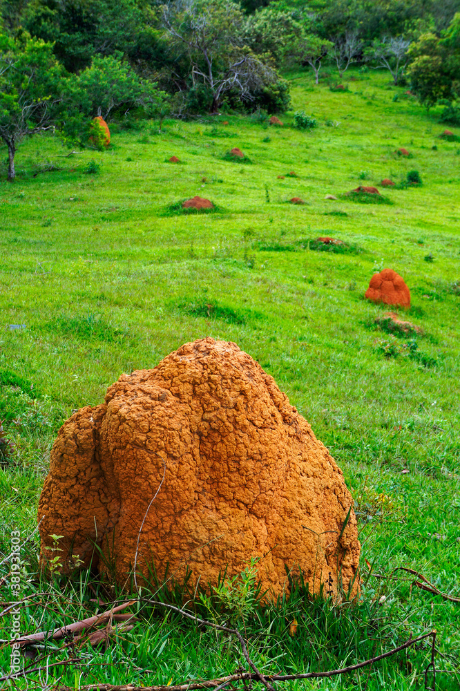 Termite Mound In Yard