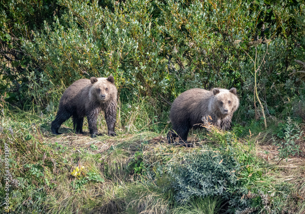 Coastal Brown Bear cubs out for a stroll Coastal Brown Bear cubs out for a stroll