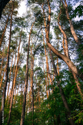 Nature in the forest  river and road  active rest.