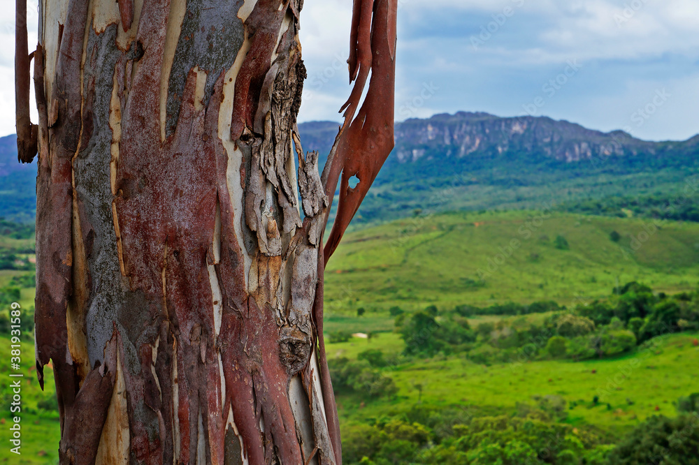 Eucalyptus trunk at the countryside, Minas Gerais, Brazil Eucalyptus trunk at the countryside, Minas Gerais, Brazil