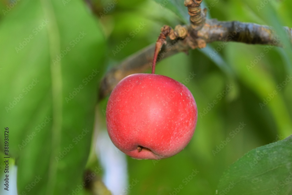 A single red apple in an appletree as a close up A single red apple in an appletree as a close up