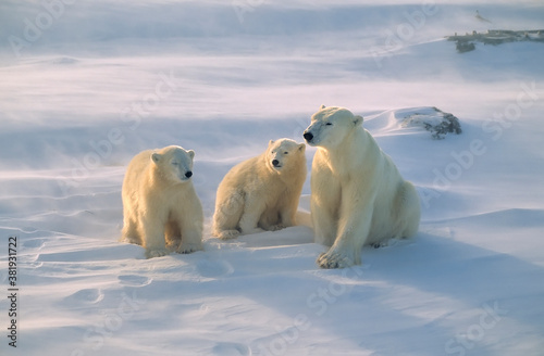 Fototapeta Polar bear with her cubs