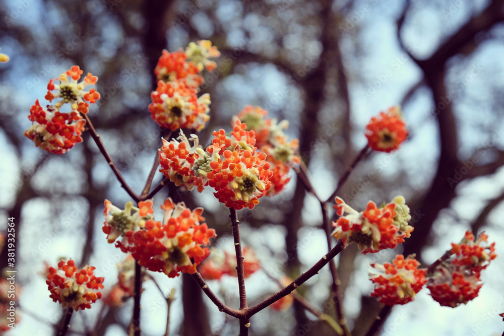 Edgeworthia chrysantha 'Red Dragon' blooming in late winter Edgeworthia chrysantha 'Red Dragon' blooming in late winter