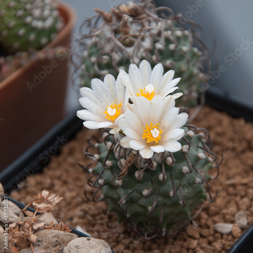 cactus flower Turbinicarpus photo