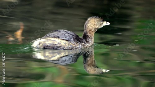 Extreme close up shot of a Least Grebe swimming on a pond and reflecting on the water photo