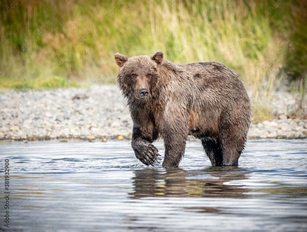 Obraz premium Female Coastal Brown Bear Salmon fishing