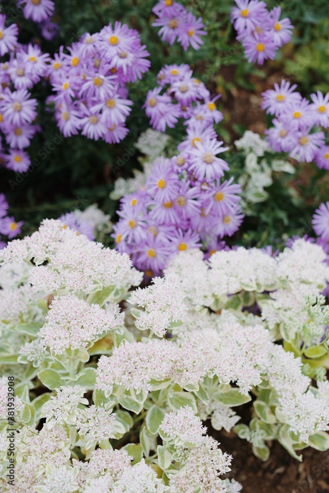 Fototapeta premium Purple and white flowers in bloom