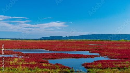 サンゴ草 紅葉 北海道