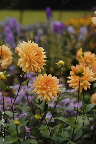 Yellow dahlias in bloom