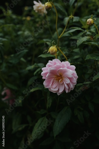 Pink flower in bloom